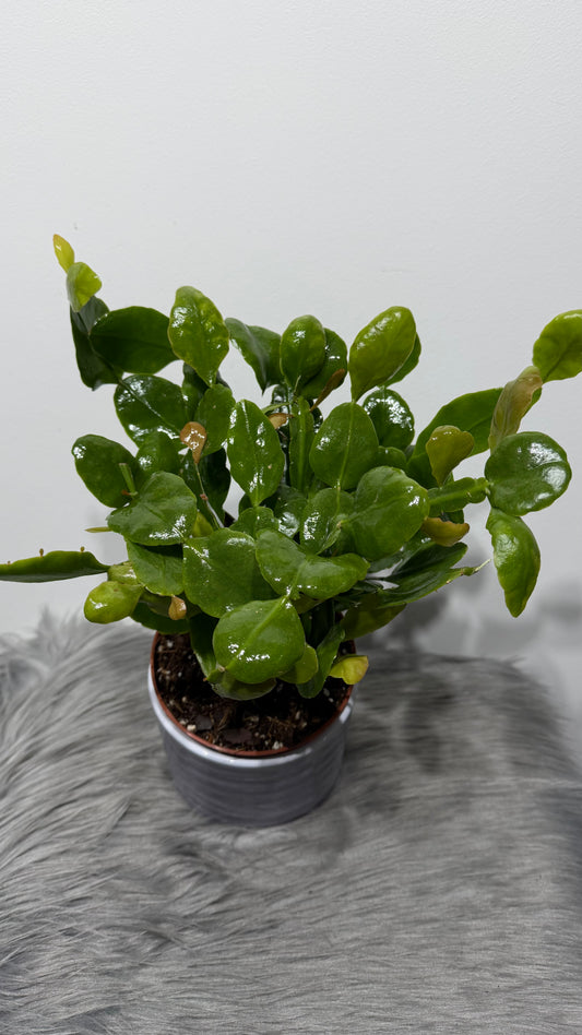 Rhipsalis Crispata Amstel