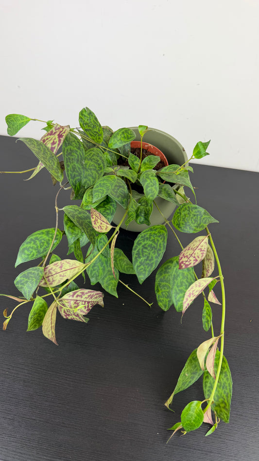 Aeschynanthus Marmoratus