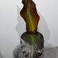 Ensete Maurelii