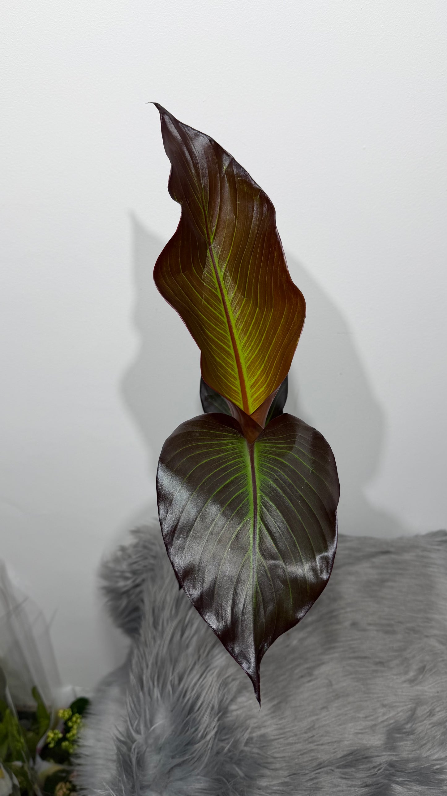 Ensete Maurelii