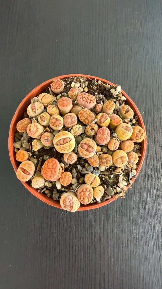 Lithops 11