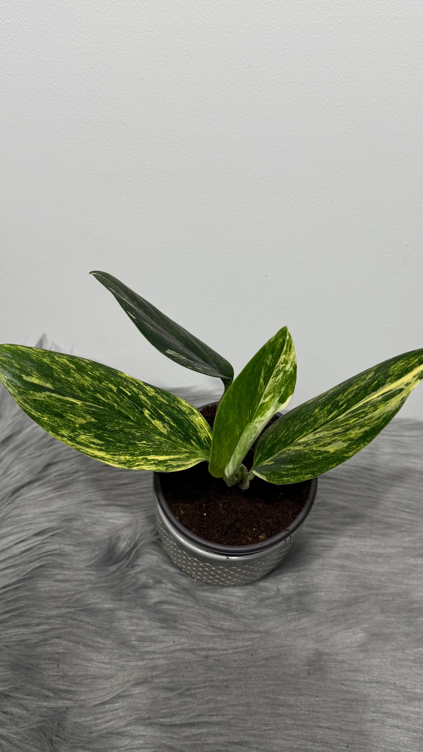Monstera standleyana variegata