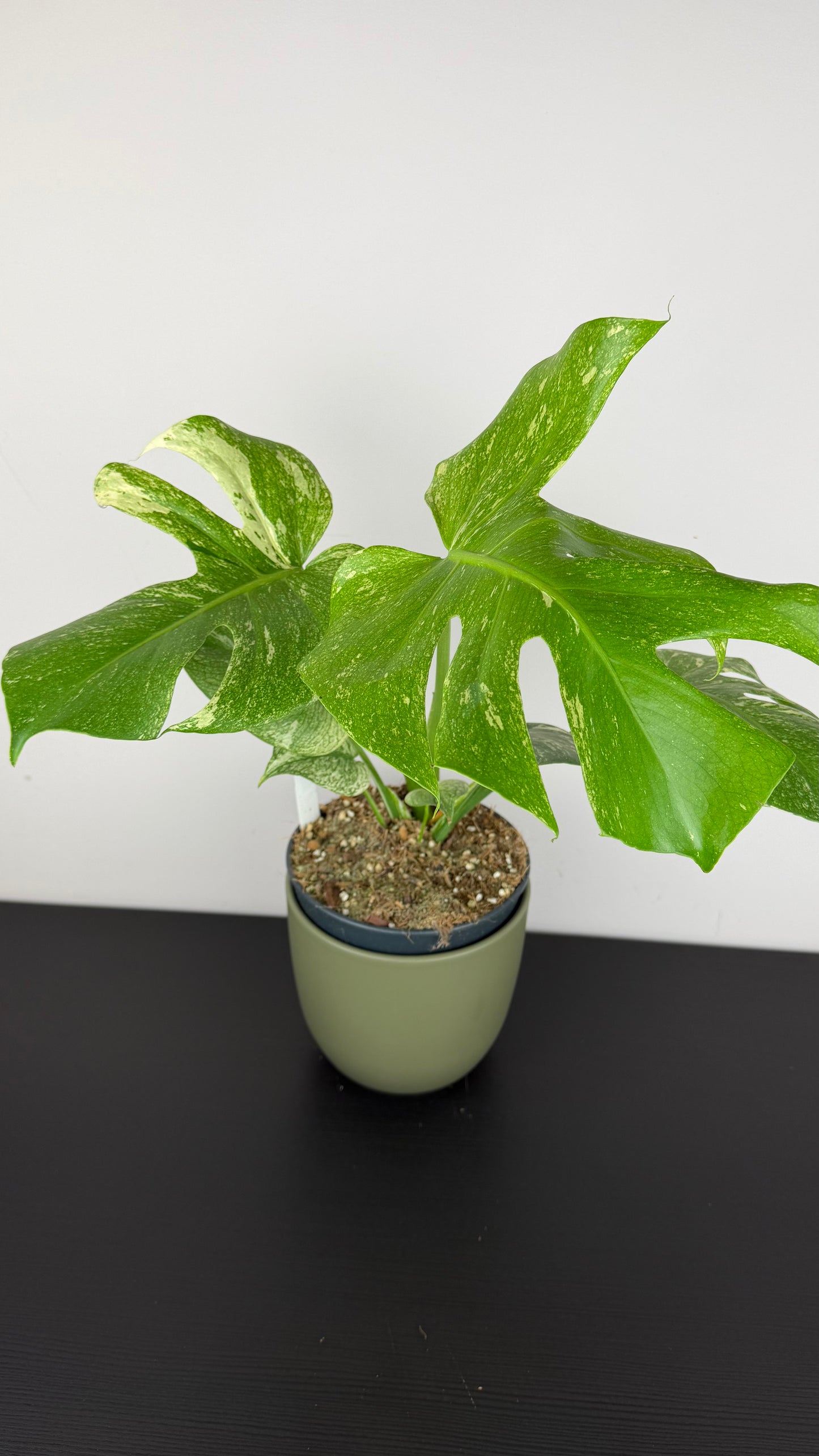 Monstera Mint