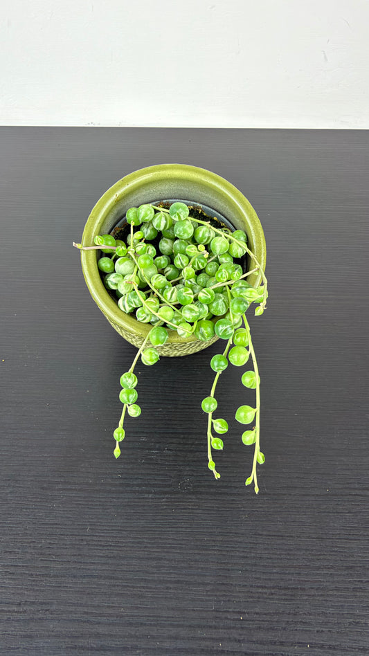 Senecio Rowleyanus Variegata