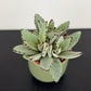 Kalanchoe Tomentosa