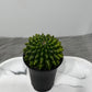 Gymnocalycium Spineless
