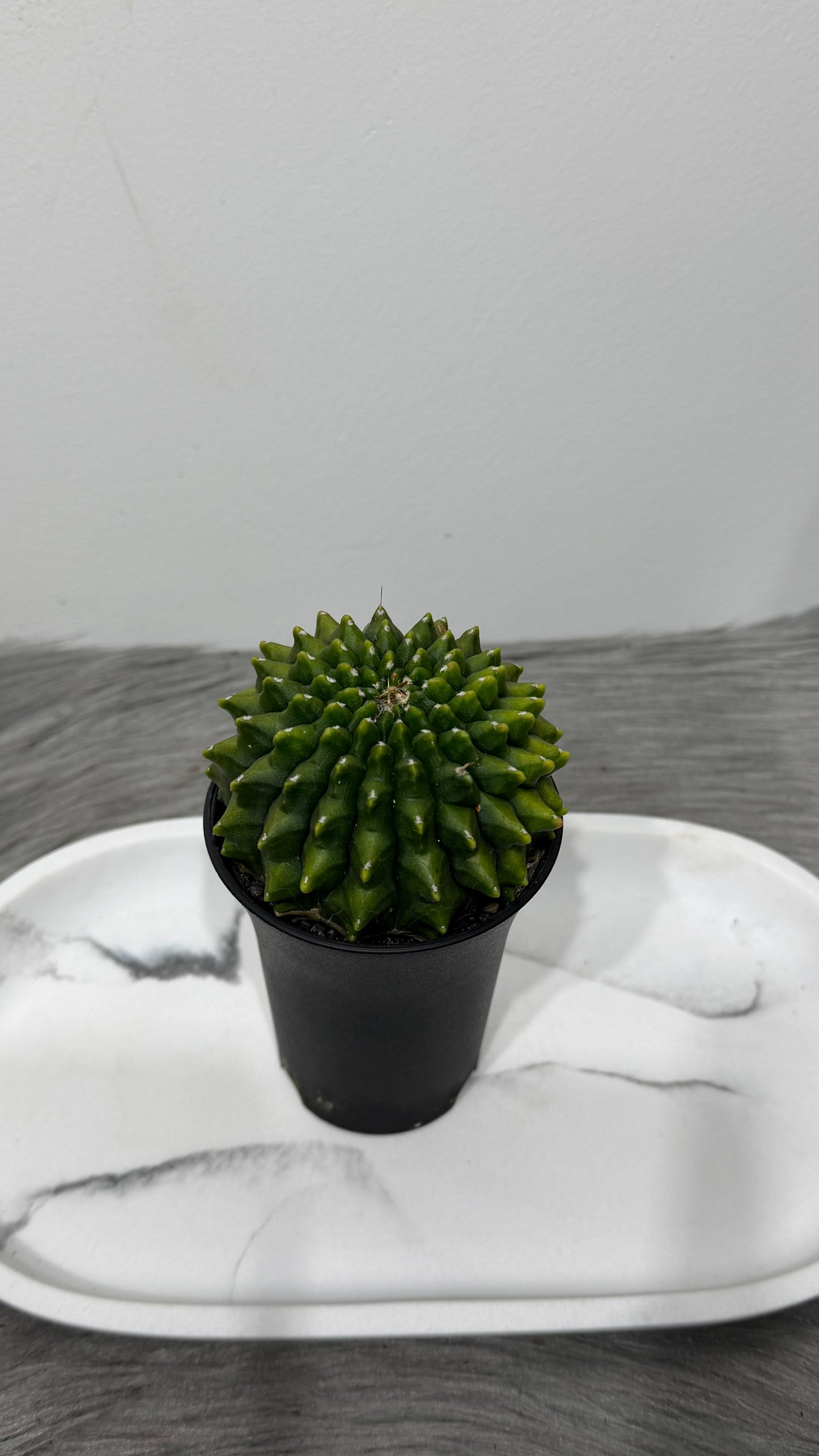 Gymnocalycium Spineless