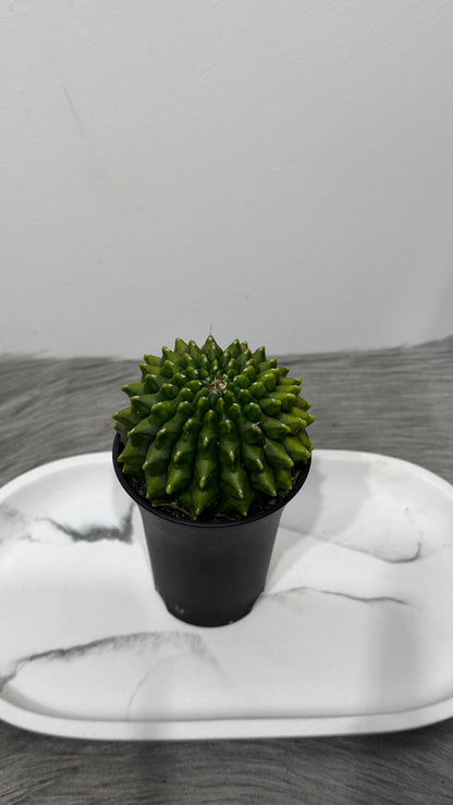 Gymnocalycium Spineless