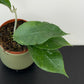 Hoya sp Aceh clone 12
