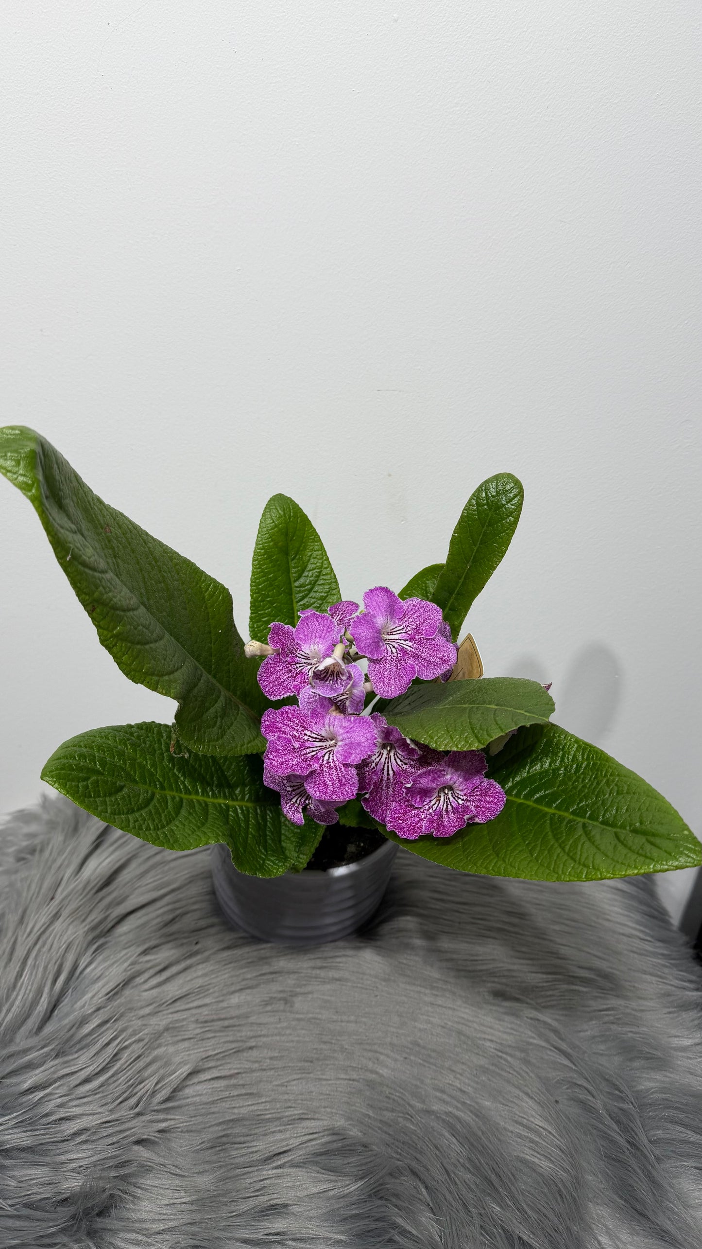 Streptocarpus 4