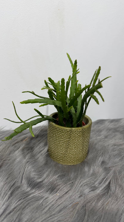 Lepismium Bolivianum