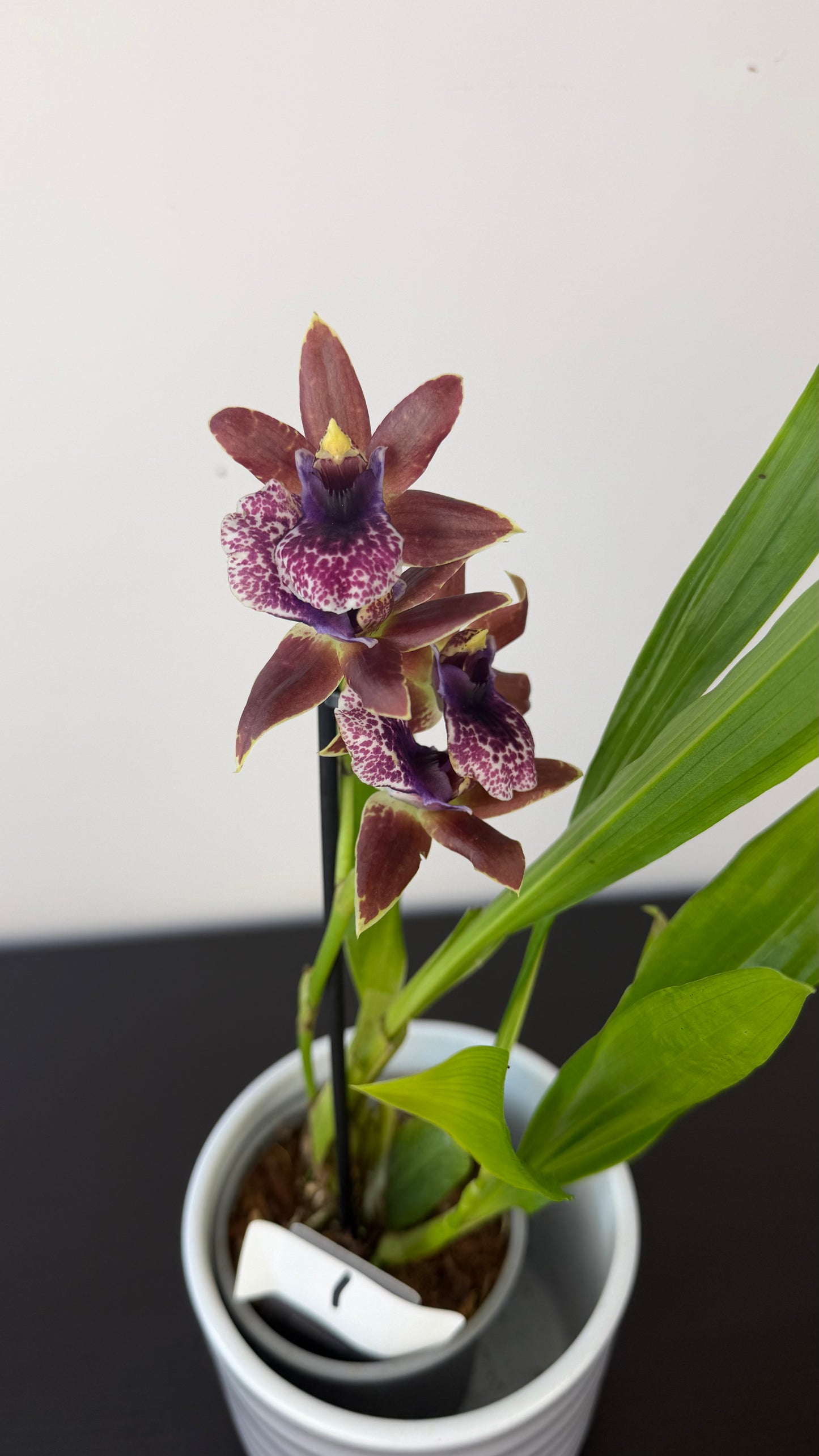 Zygopetalum Louisendorf