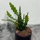 Epiphyllum Anguliger