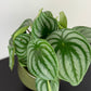 Peperomia Argyreia