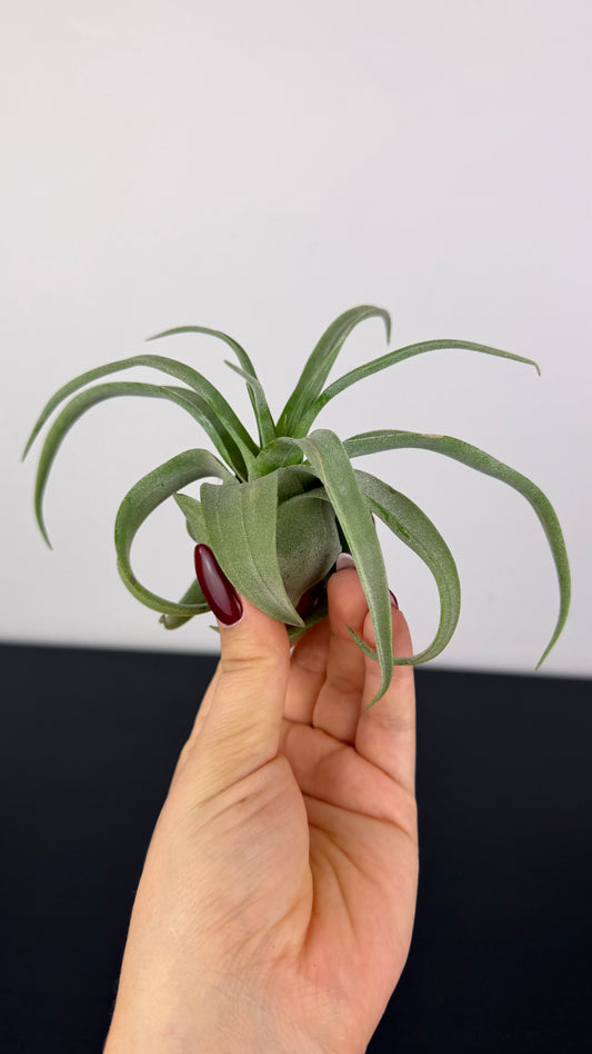 Tillandsia Air plant