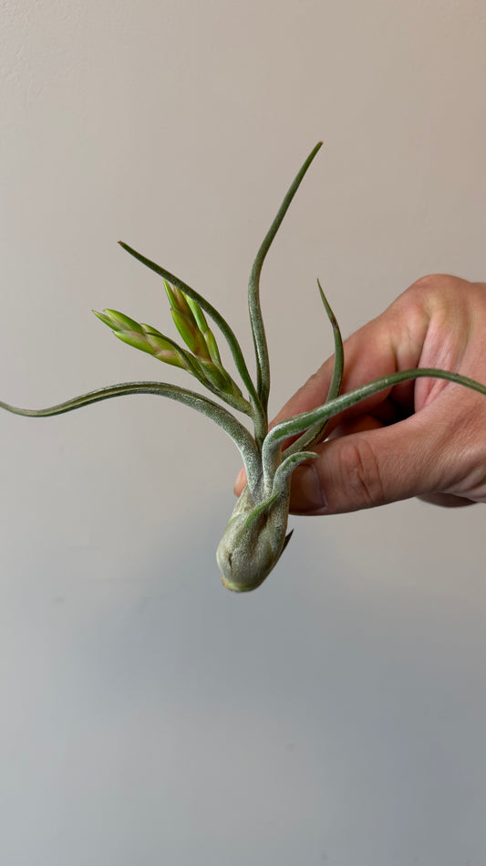 Tillandsia Air plant