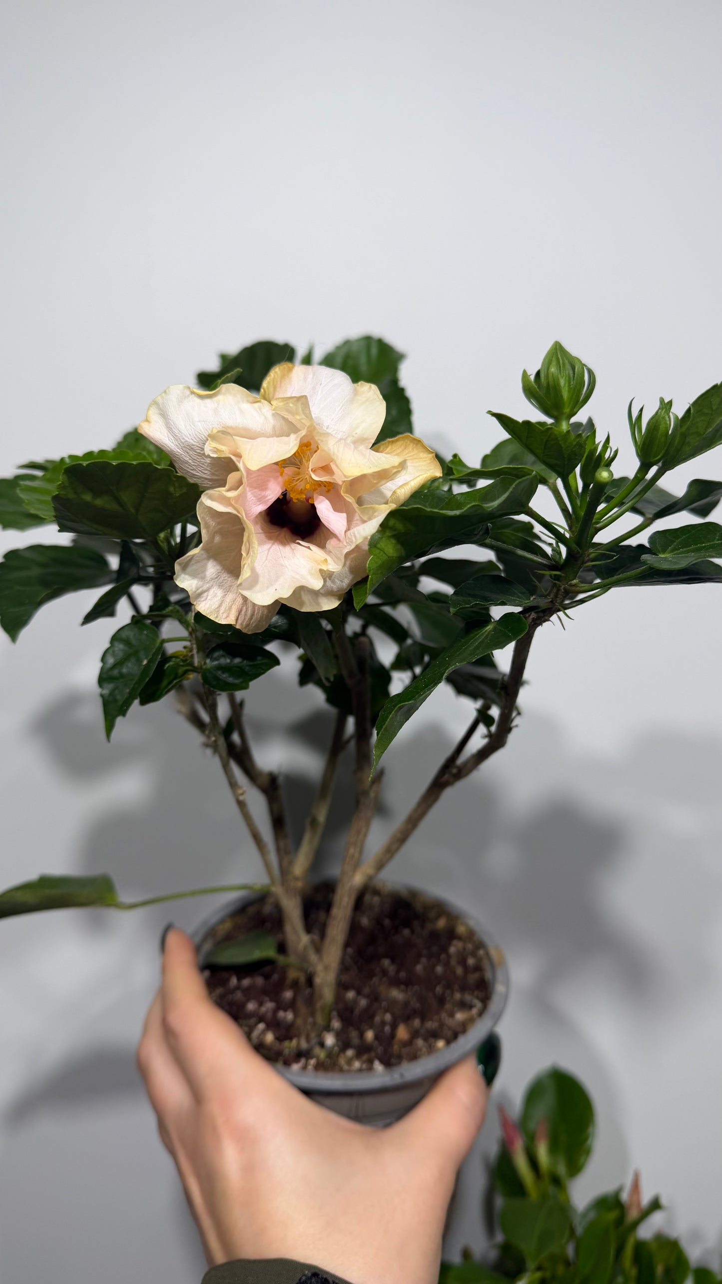 Hibiscus rose