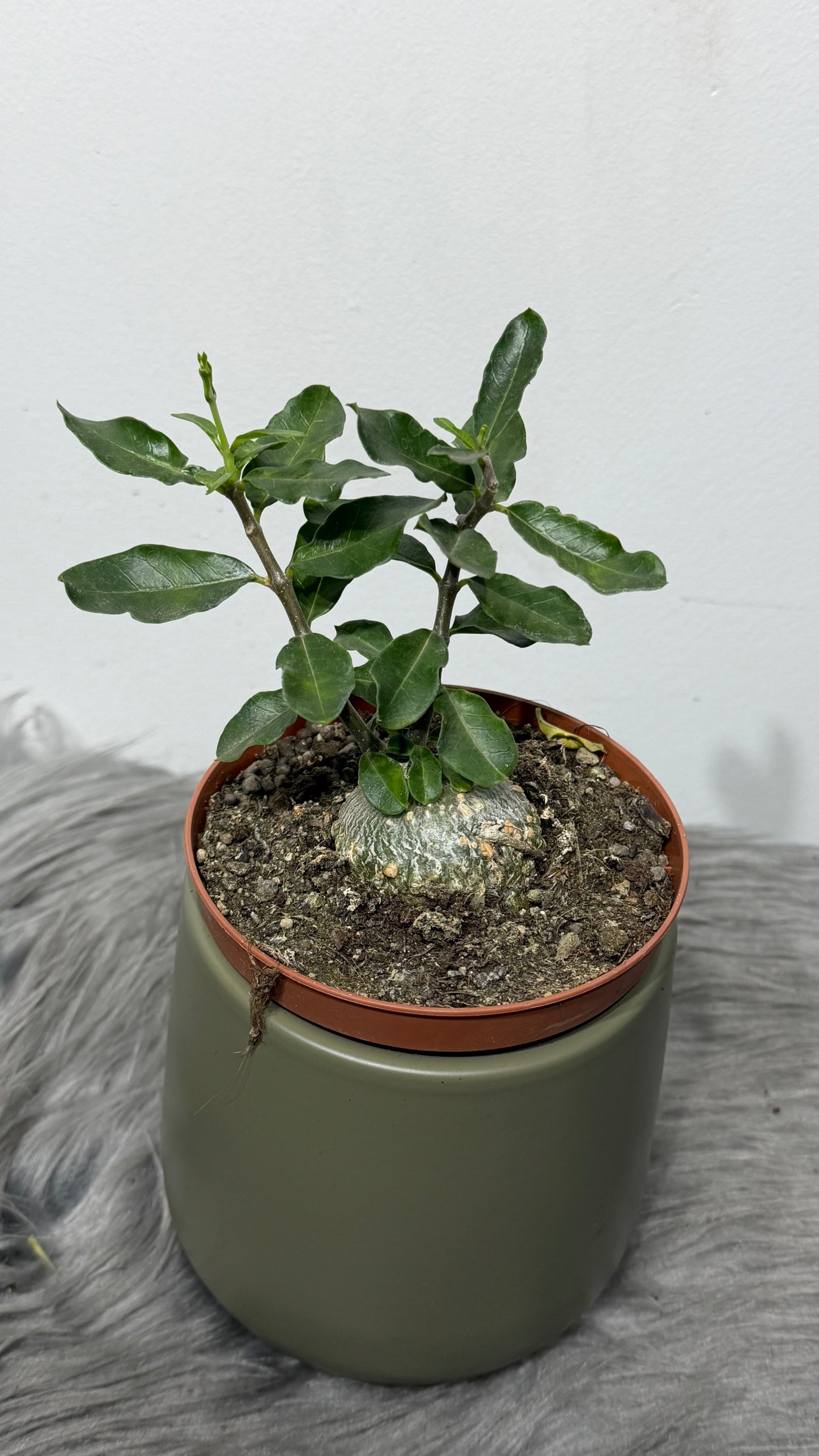 Fockea Edulis