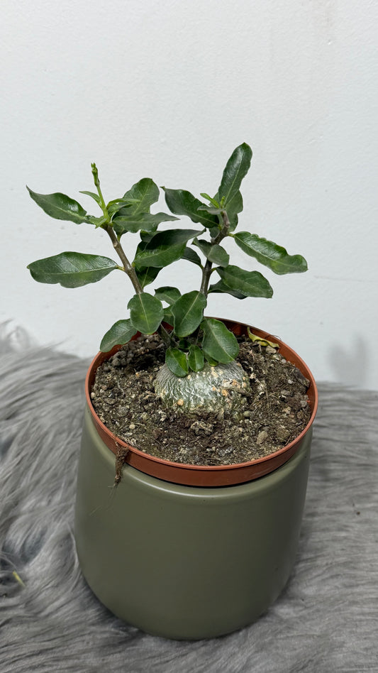 Fockea Edulis