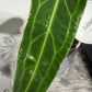 Anthurium Warocqueanum