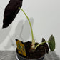 Alocasia