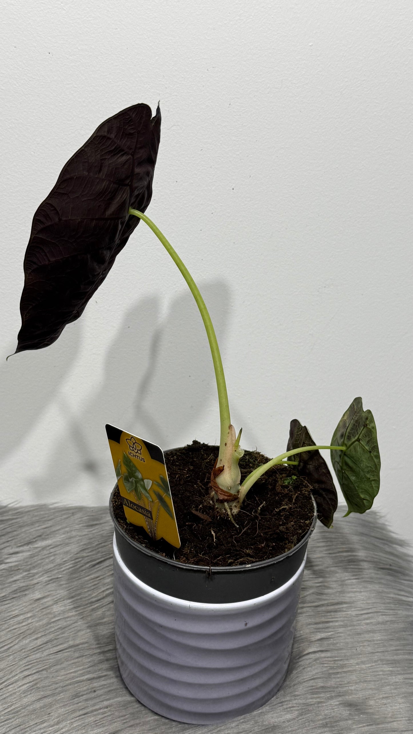 Alocasia