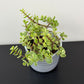 Portulacaria Afra Variegata