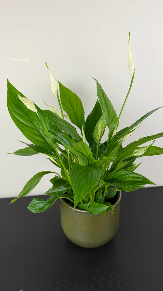 Spathiphyllum