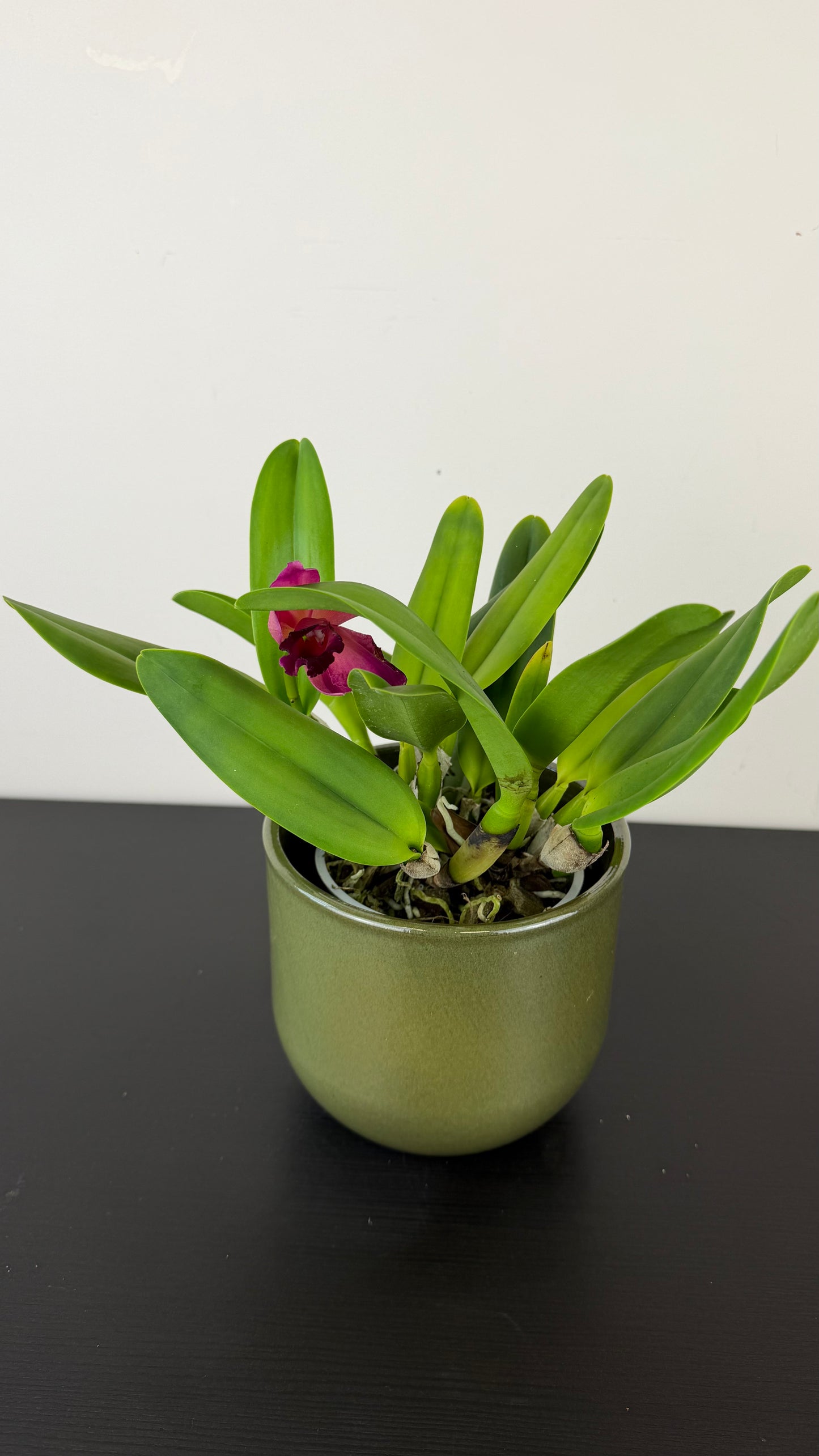 Cattleya 4