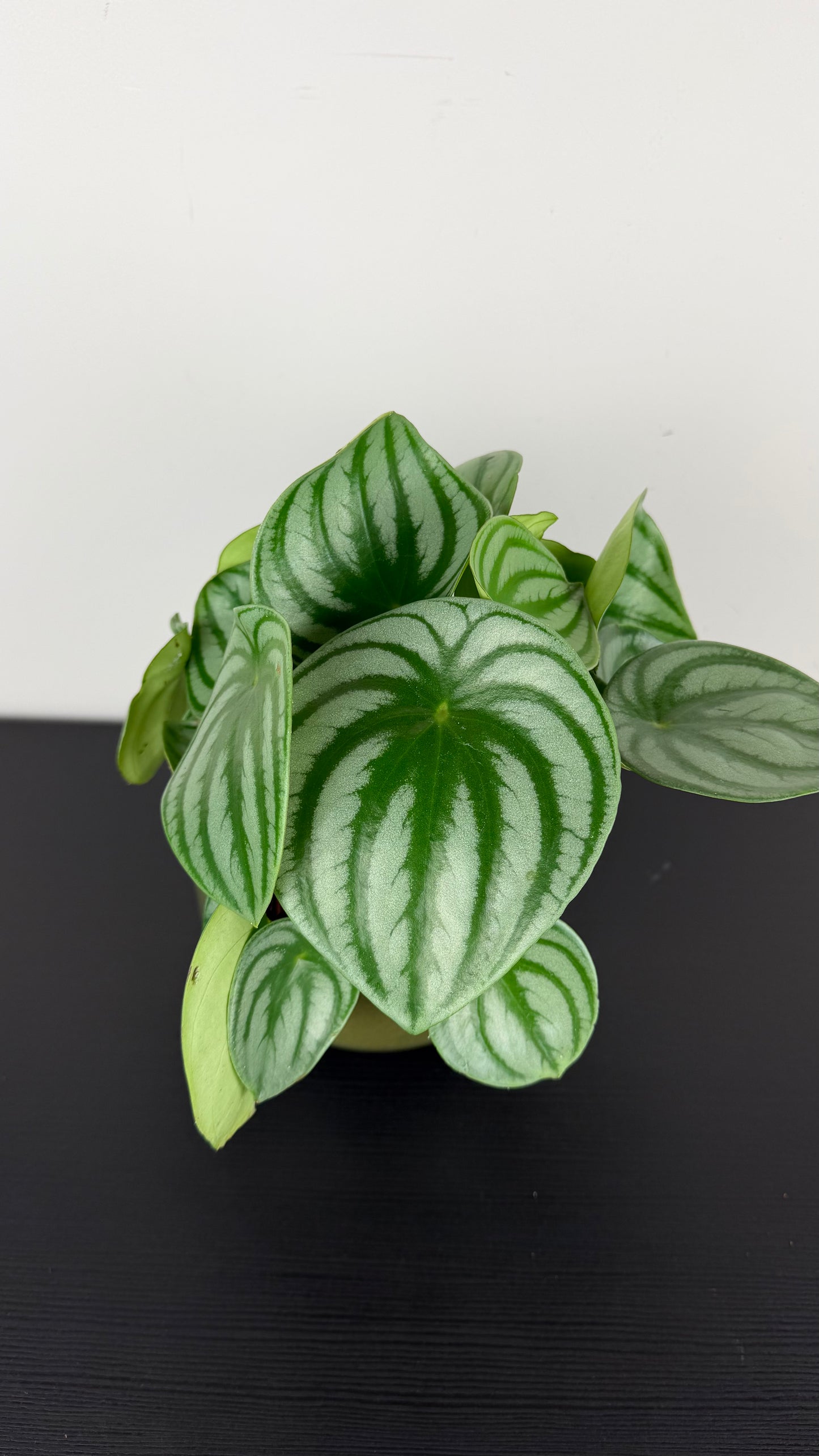 Peperomia Argyreia