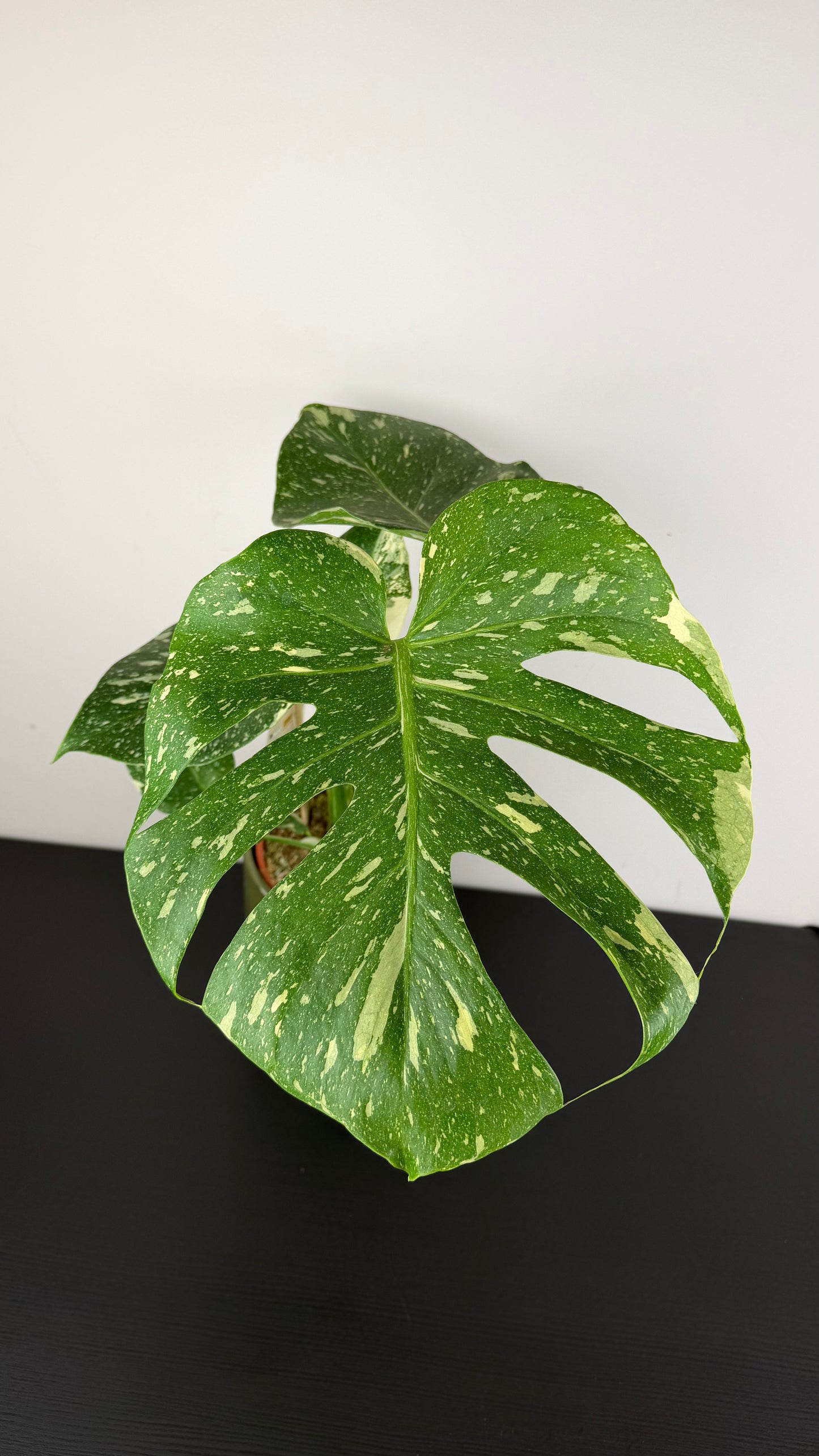 Monstera Thai Constellation