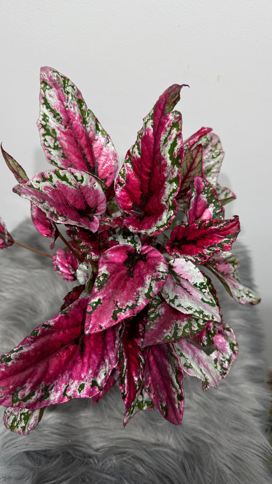 Begonia Beleaf 4
