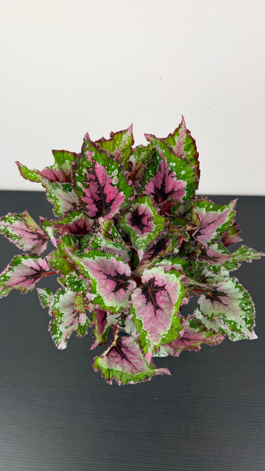 Begonia Beleaf 3