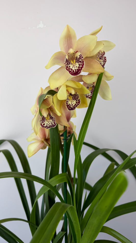Cymbidium 1