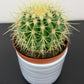 Echinocactus Grusonii