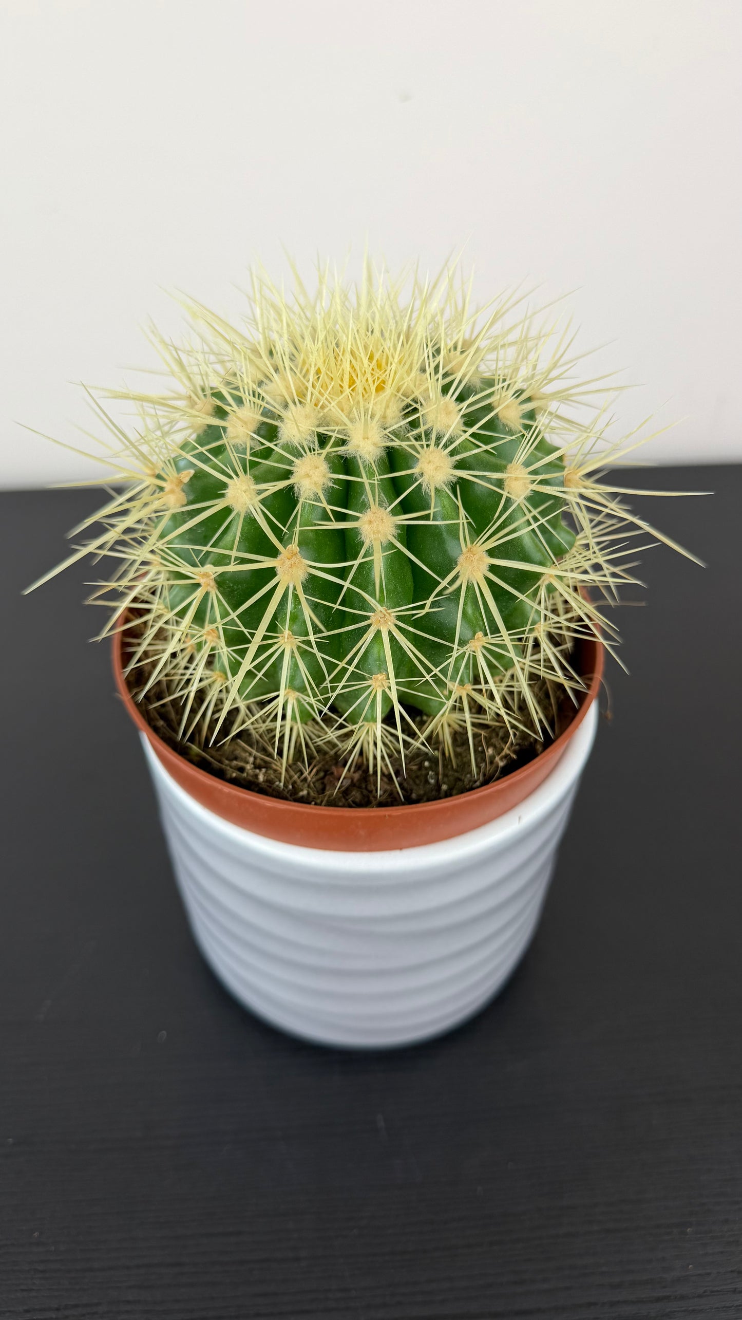 Echinocactus Grusonii
