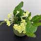 Streptocarpus 4