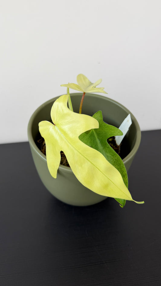 Philodendron FLORIDA GHOST