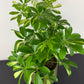 Schefflera Gerda