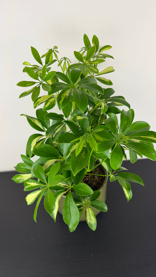 Schefflera Gerda