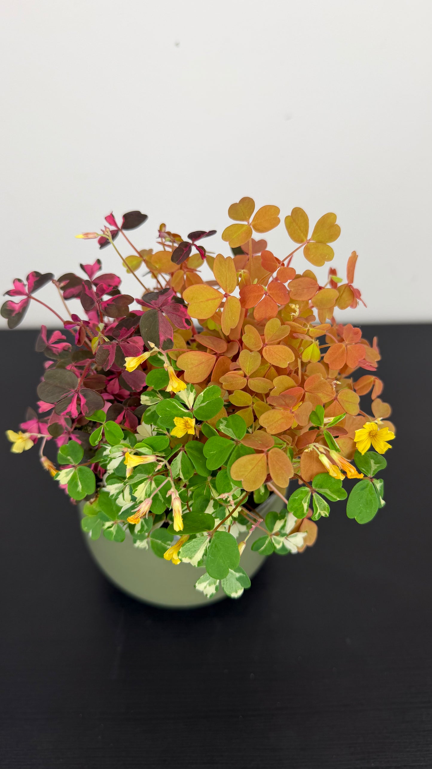 Oxalis Mixed