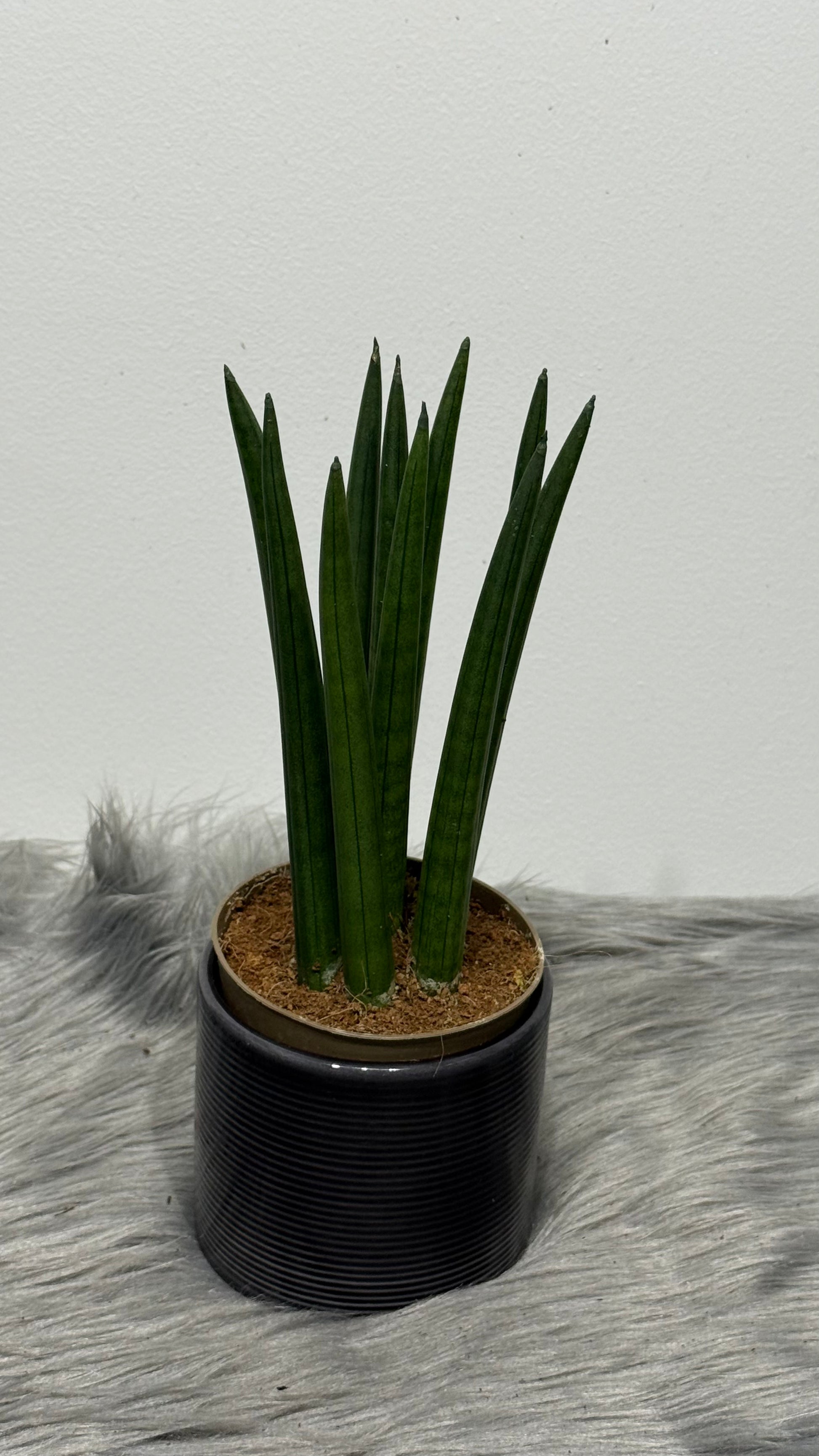sansevieria cylindrica air filter Sansevieria cylindrica – www.augi-plants.lv