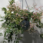 Jasminum Polyanthum