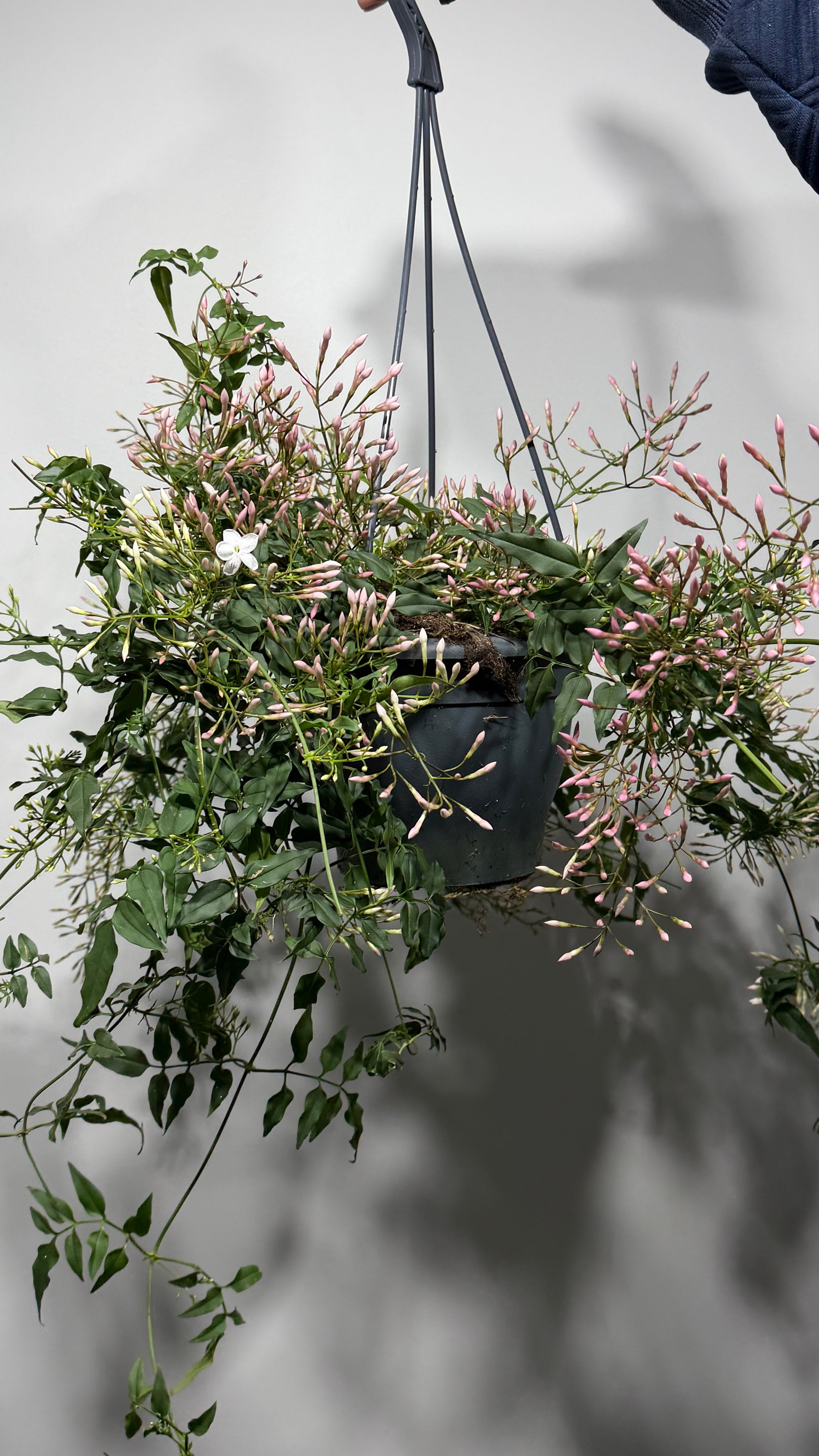Jasminum Polyanthum – www.augi-plants.lv