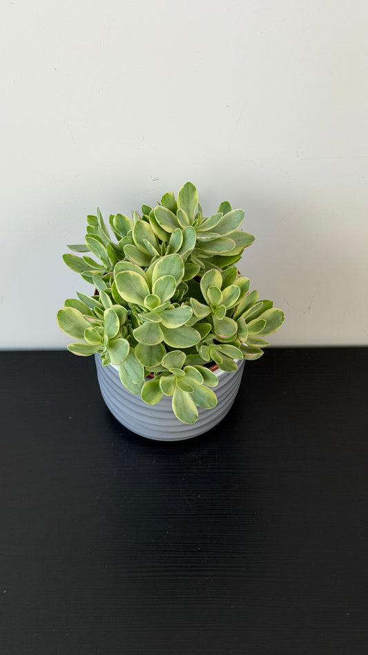 Crassula 1