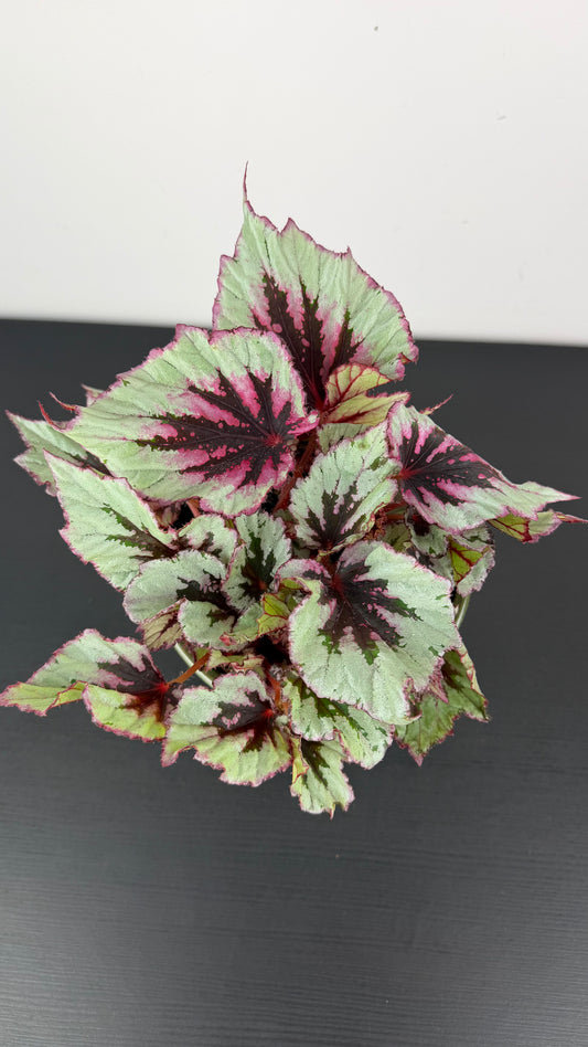 Begonia Beleaf 11