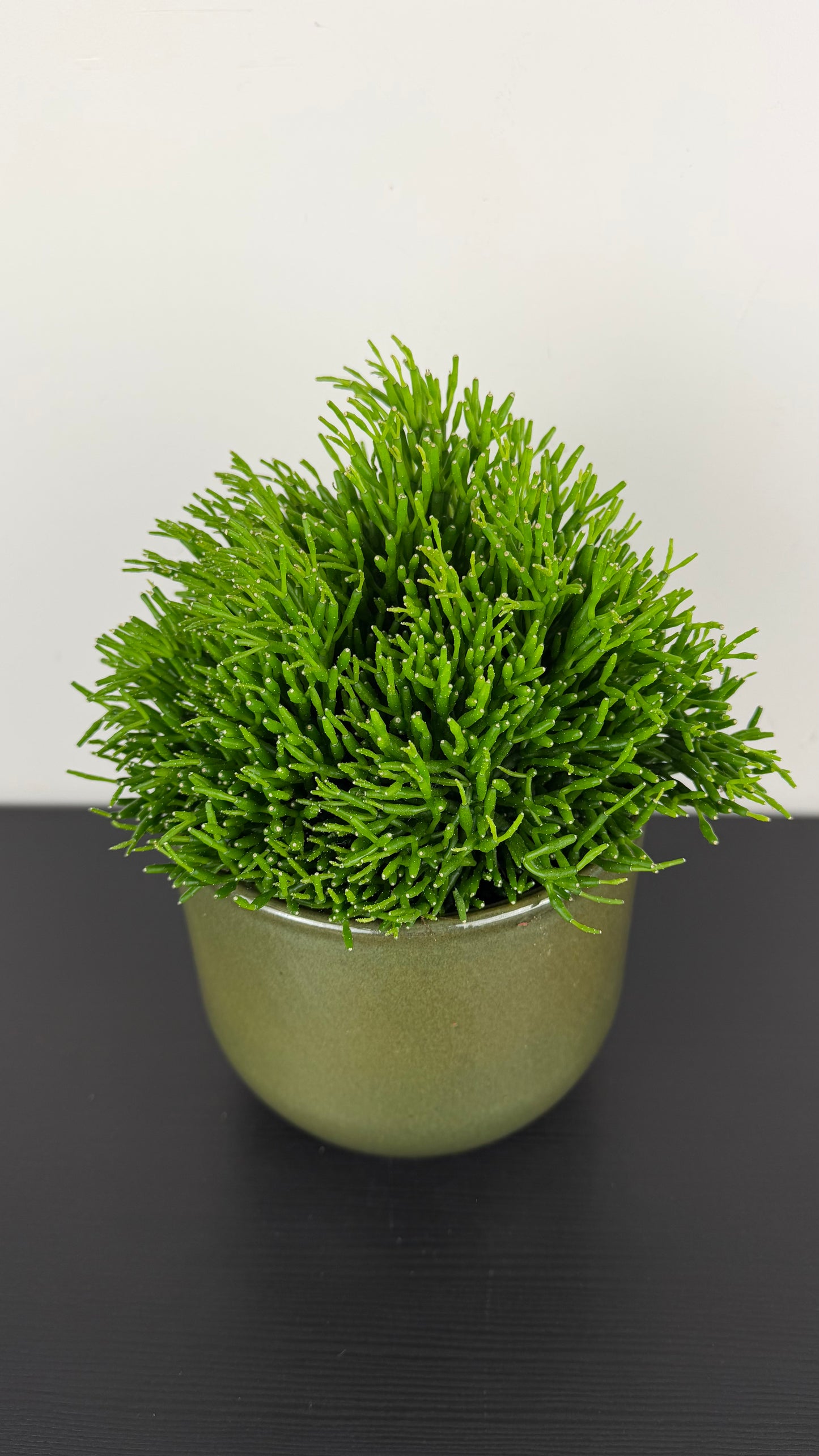 Rhipsalis 1
