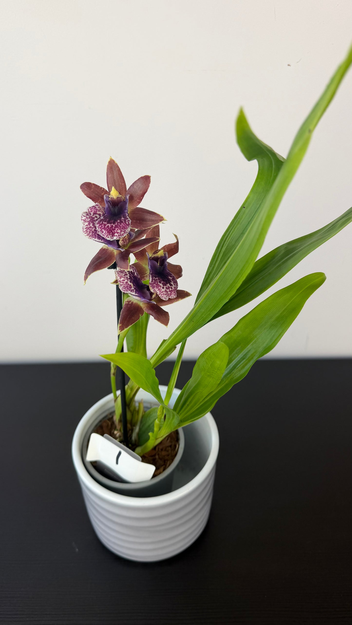 Zygopetalum Louisendorf