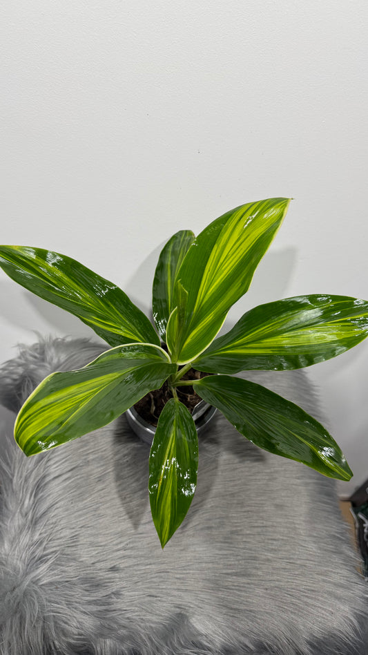 Cordyline 3