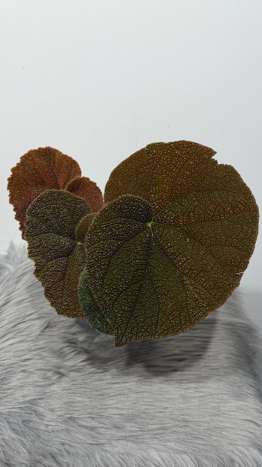 Begonia Masoniana